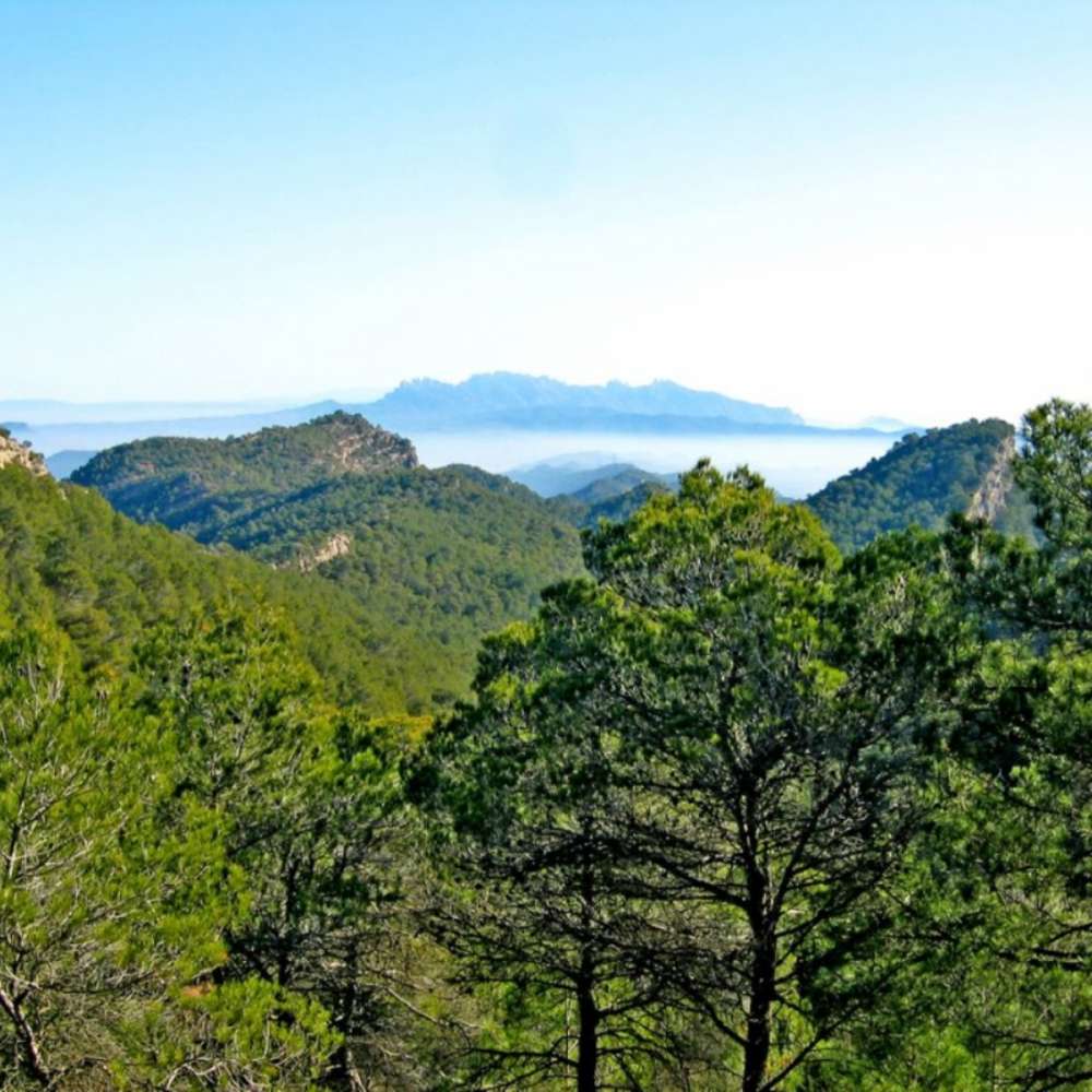 Agulla Grossa, l’espadat de l’Anoia