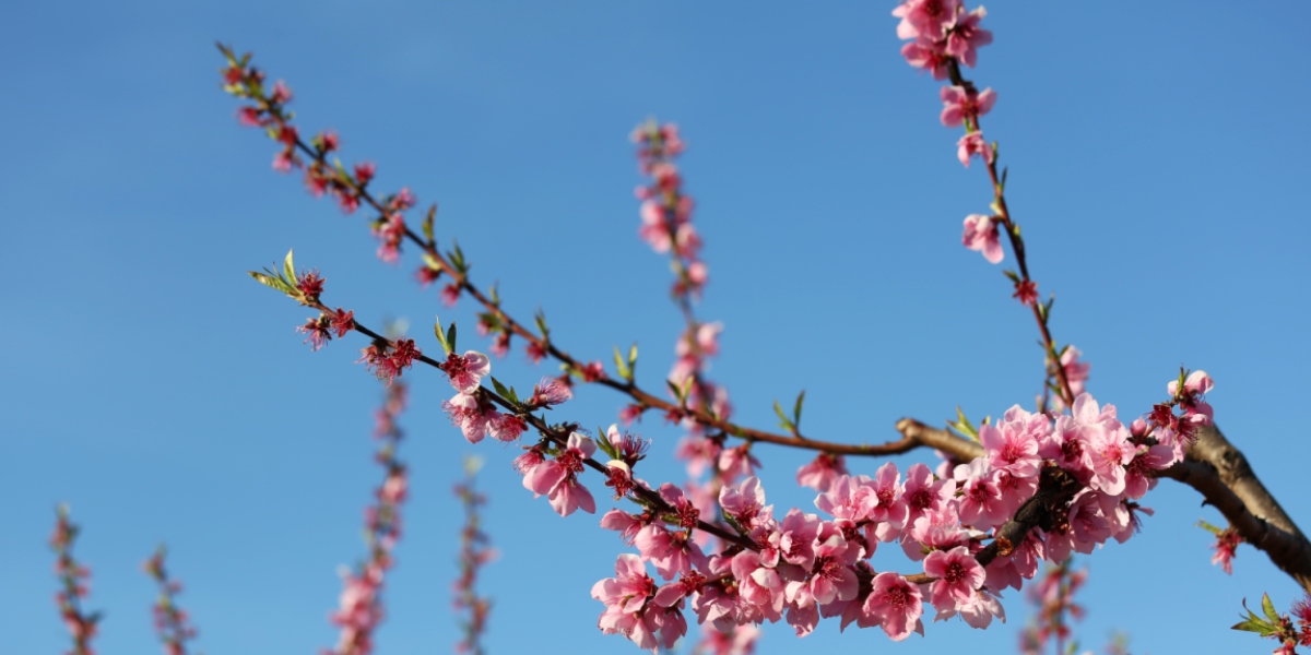 Les 6 postals de primavera que no et pots perdre a l’Anoia