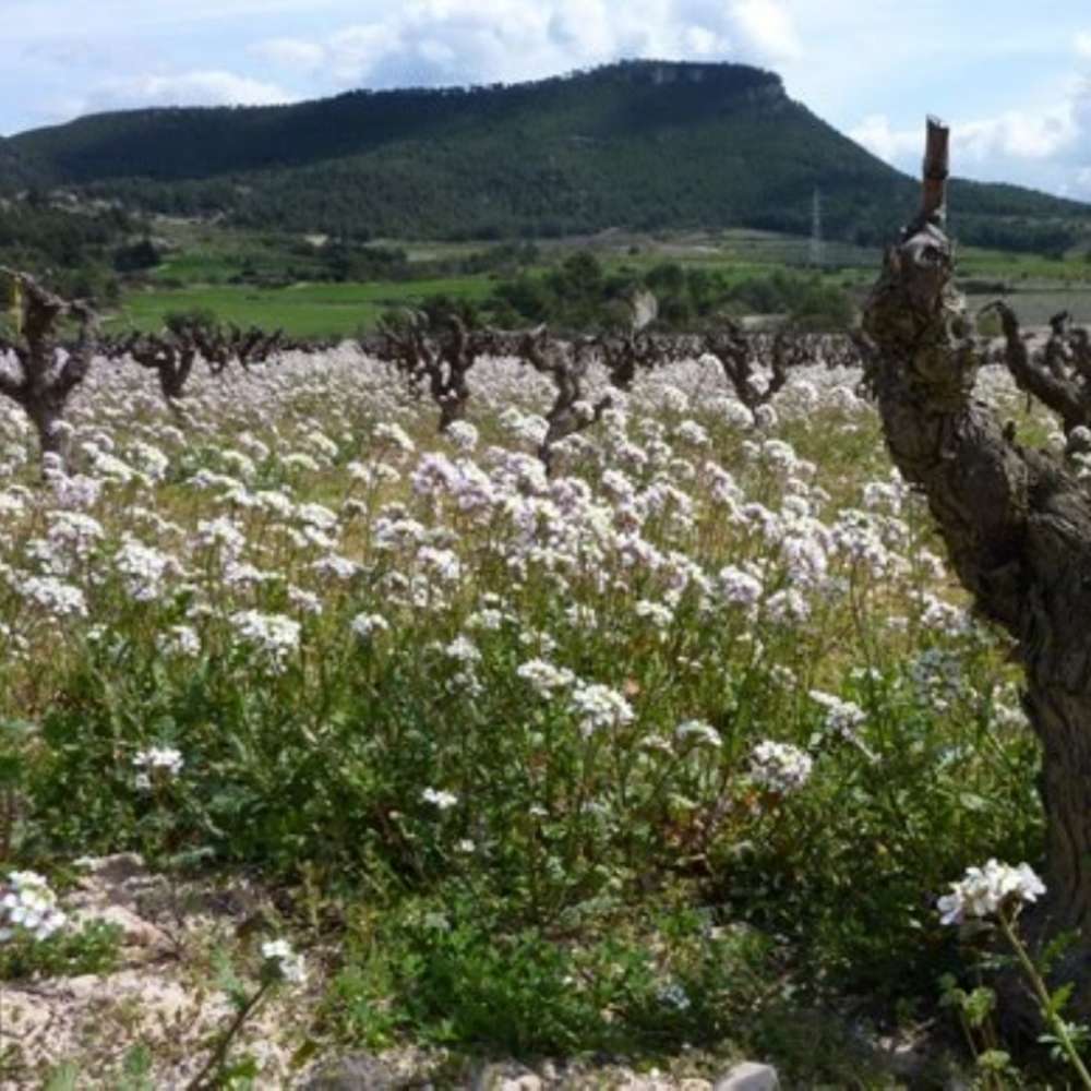 El Puig Aguilera, la talaia de la Conca