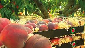 Mercat de la Fruita Dolça