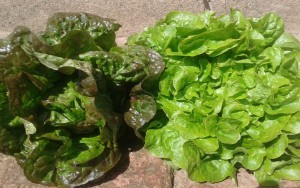 L’Hortet del Bruc, collita ecològica a la porta de casa