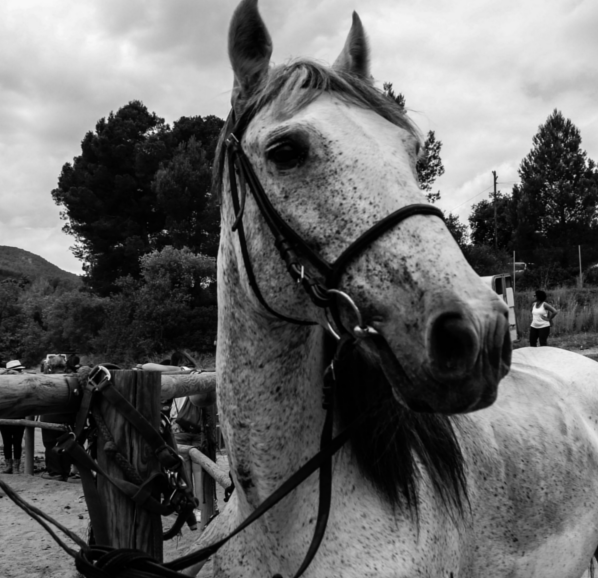 Activitats amb cavall