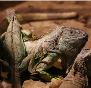 Centre de Recuperació d’Amfibis i Rèptils de Catalunya