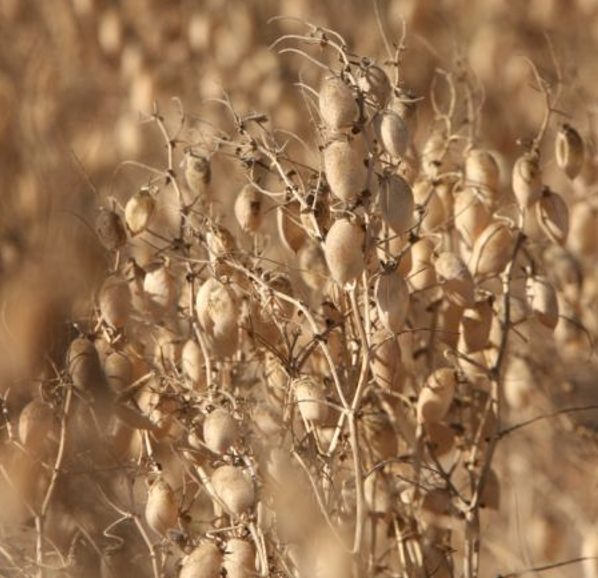 El cigronet de l’Alta Anoia
