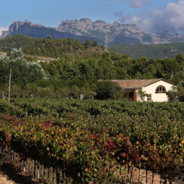 Bohigas 2 vinya vinyes