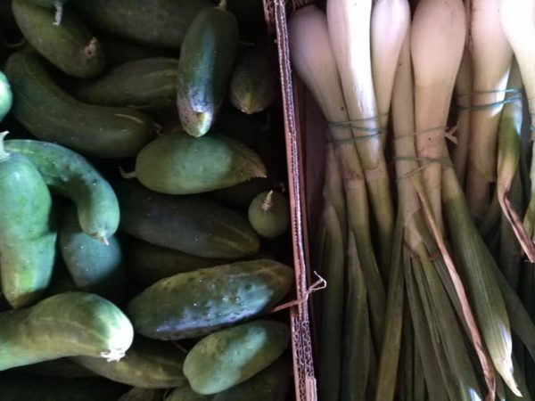 cistella hortet del bruc