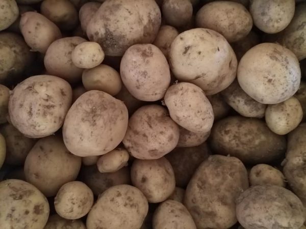 hortet del bruc patates