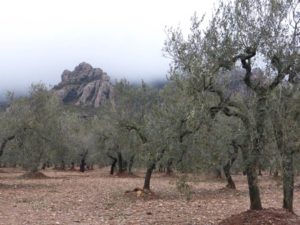 Montbruc, oli d’oliva verge extra