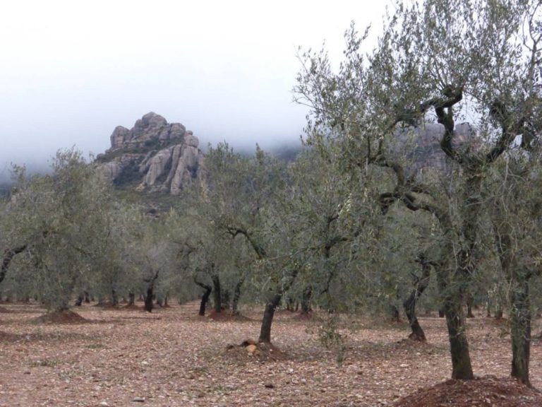 Montbruc, oli d’oliva verge extra