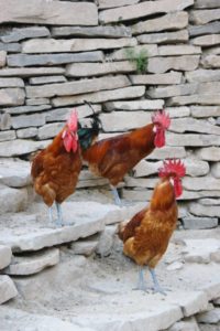 Pollastres ecològics Cal Trullàs