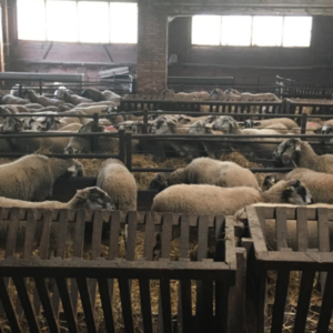 Productes Ecològics Puig Aguilera, xai ecològic de la granja a la taula