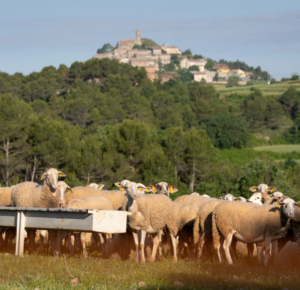 Matinal d’intercanvi de llavors de la Catalunya interior – Argençola
