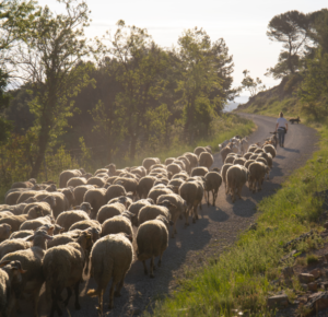 Un matí amb el pastor