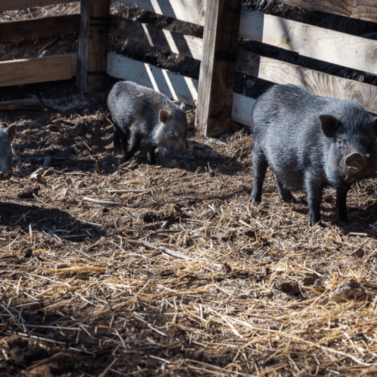 Granja escola i circuit sensorial a l’Hípica Serra Burgès