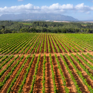 Les 6 postals de primavera que no et pots perdre a l’Anoia