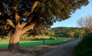 Sant Pere Sallavinera