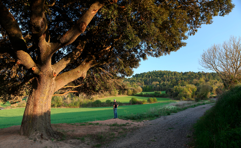 Sant Pere Sallavinera