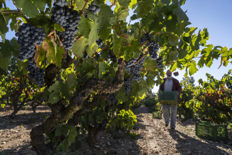 Celler Anna Rosell