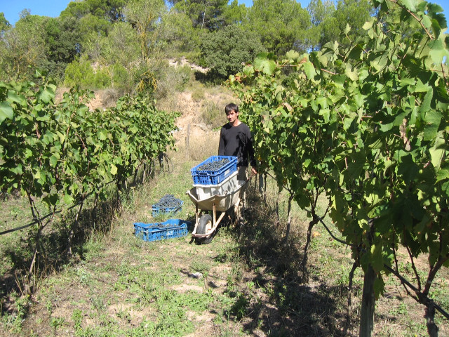 Celler Mestís