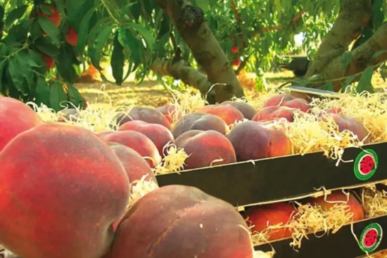 El préssec i la fruita dolça